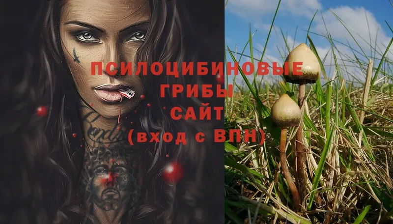 Псилоцибиновые грибы Magic Shrooms  Болохово 